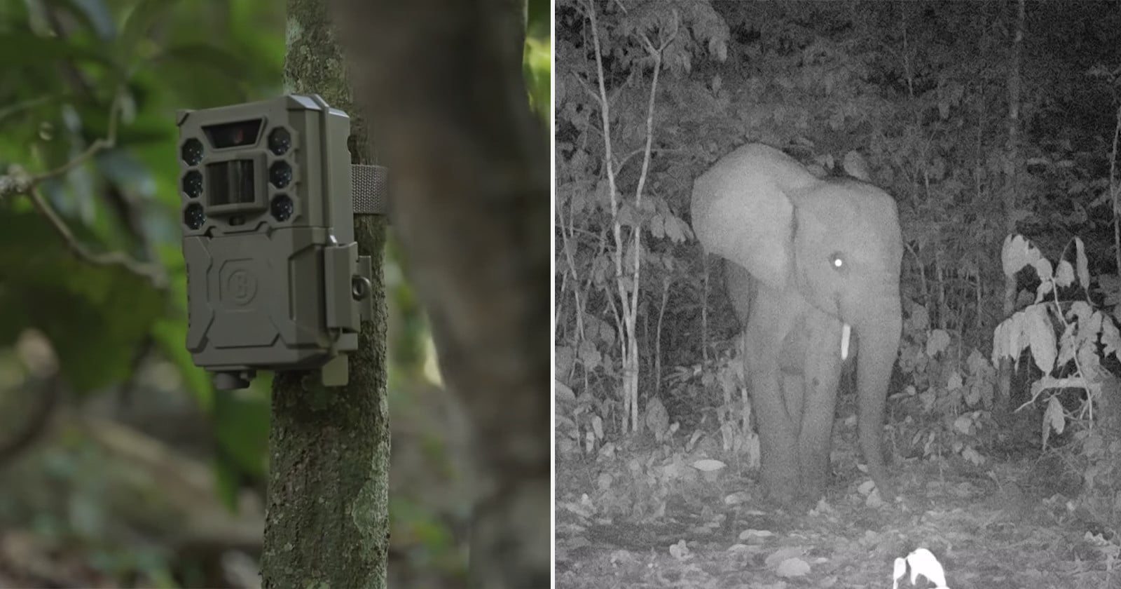 AI camera traps