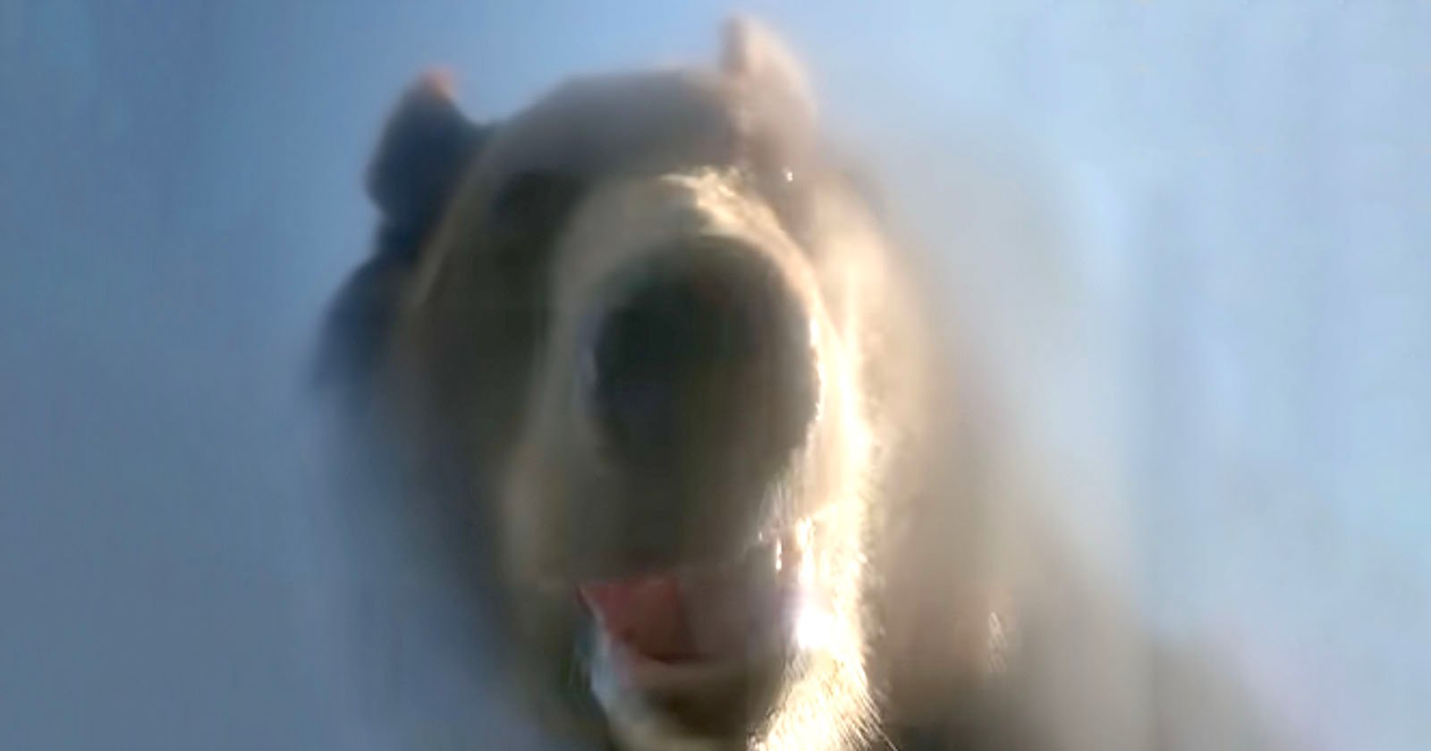 Bear selfie