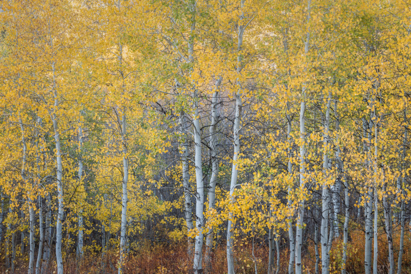 utah_fallcolor_landscapephotography_12-800x533.jpg
