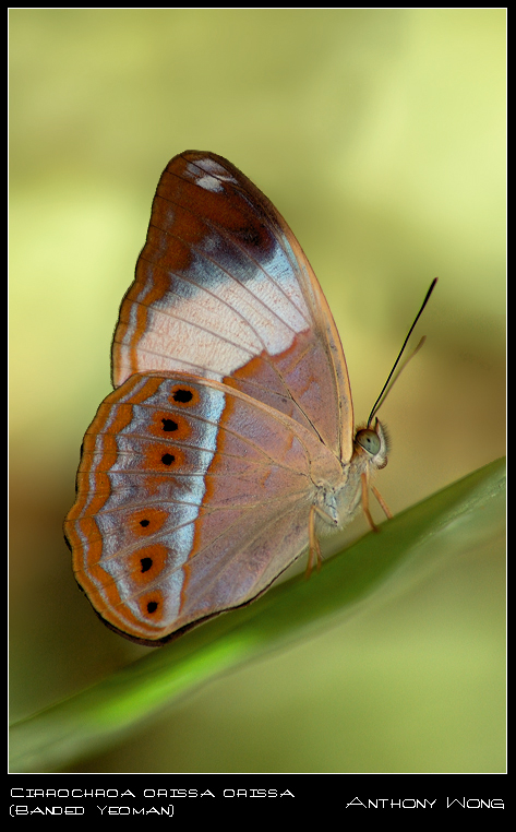 Banded_Yeoman_181008_by_inckurei.jpg