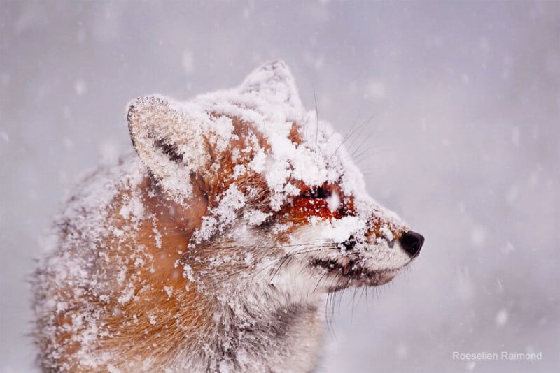 foxy-face_snow-61b8867b73166__880-800x534.jpeg