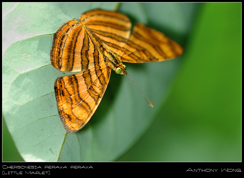 Little_Maplet_02_110908_by_inckurei.jpg