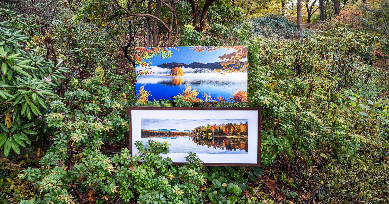 Two landscape photographs of a lake surrounded by autumn trees are displayed outdoors among dense green bushes and foliage. The upper photo has vibrant colors, while the framed lower photo shows a calm reflection.