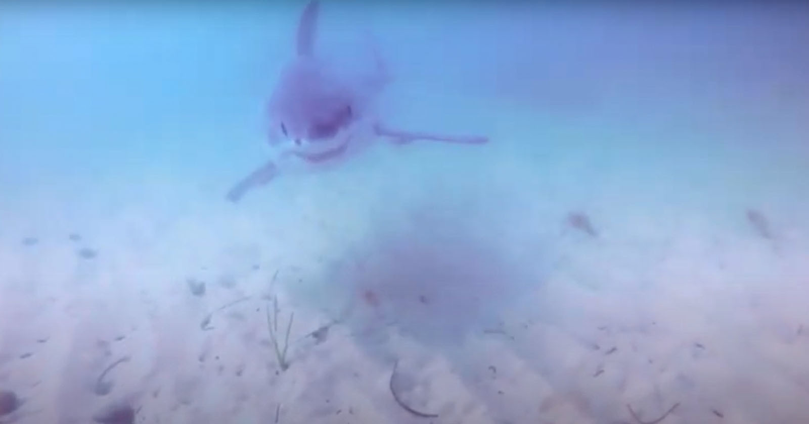 shark