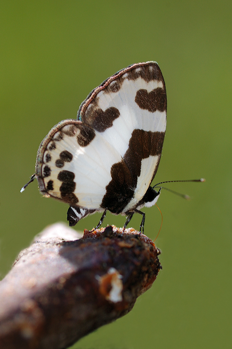 Elbowed_Pierrot_080209_2_by_inckurei.jpg