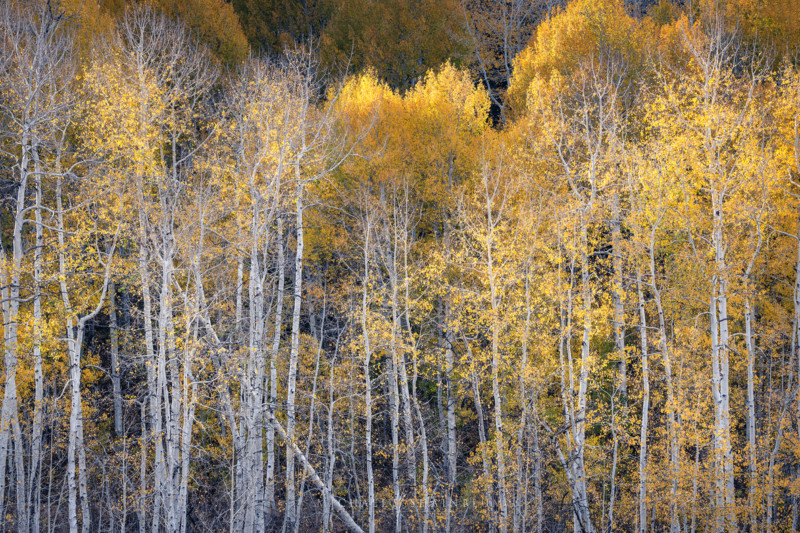 utah_fallcolor_landscapephotography_17-800x533.jpg