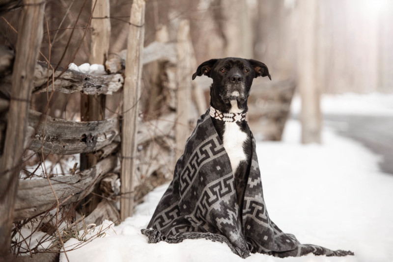 winter-black-dog-photo-shoot-0325-800x534.jpg