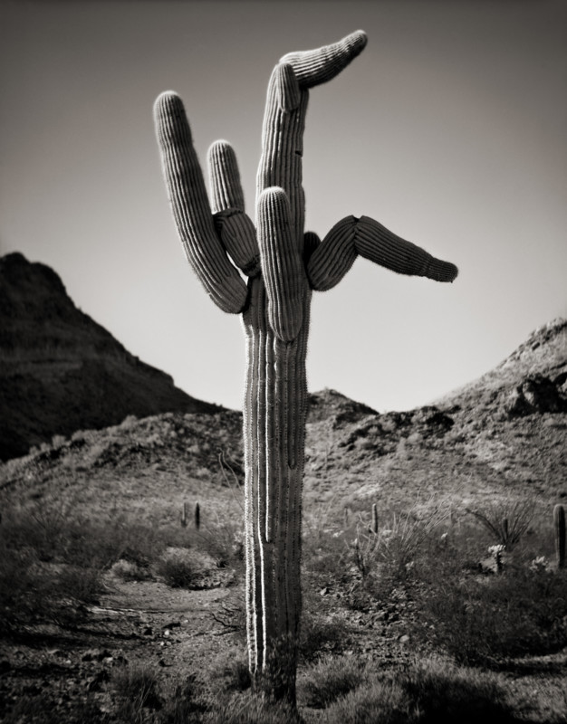 MichaelEGordon_July_SaguaroCabaret-626x800.jpg