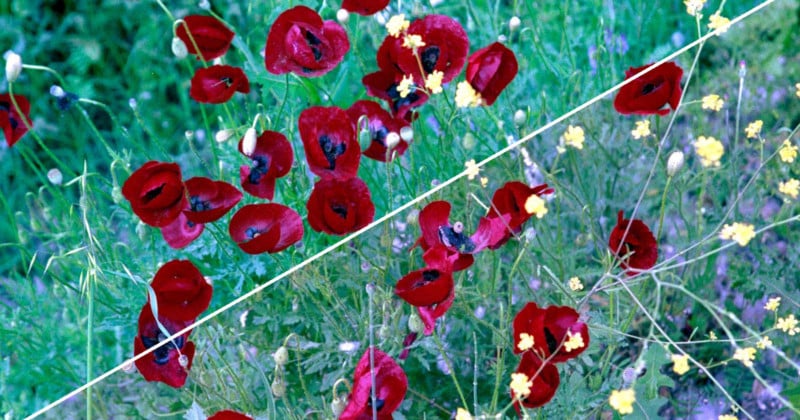 colorcastremovalfeattt-800x420.jpg