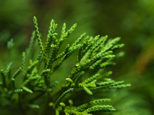 3299686127_a63cd8fd13.jpg