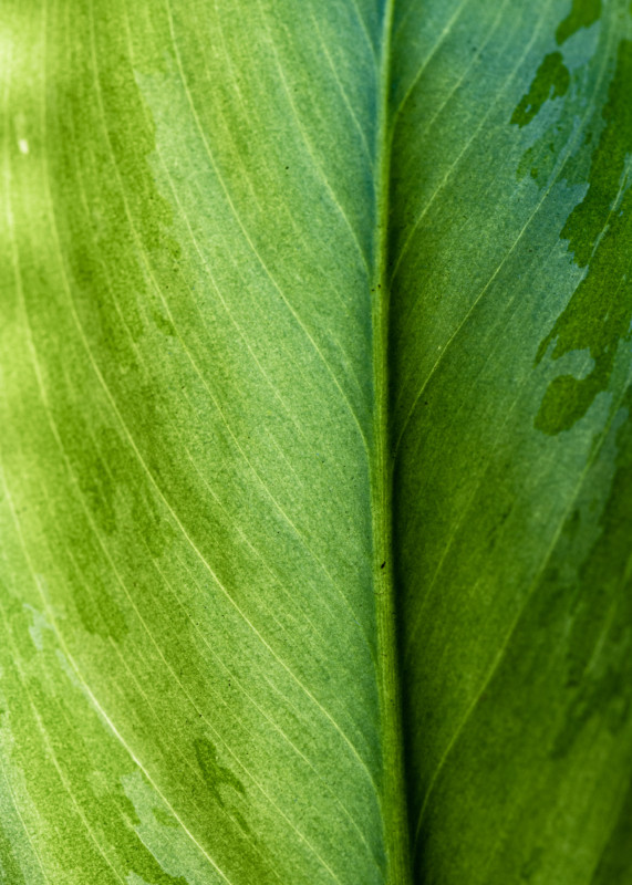 DSC3860-571x800.jpg