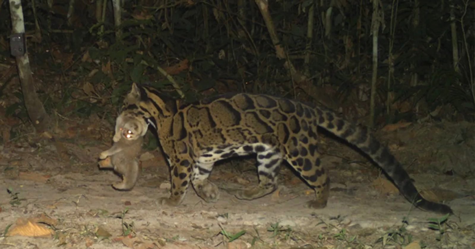 A margay with a spotted coat walks through a forest at night, carrying a small animal in its mouth. The background is dense with trees and vegetation.
