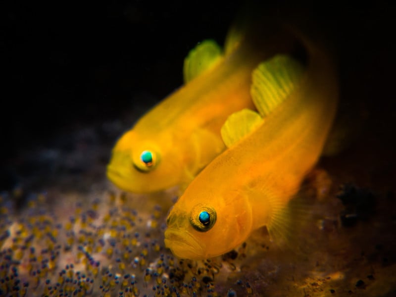 Compact-Macro1_Stan-_Chen-_Lemon-Goby-800x600.jpg