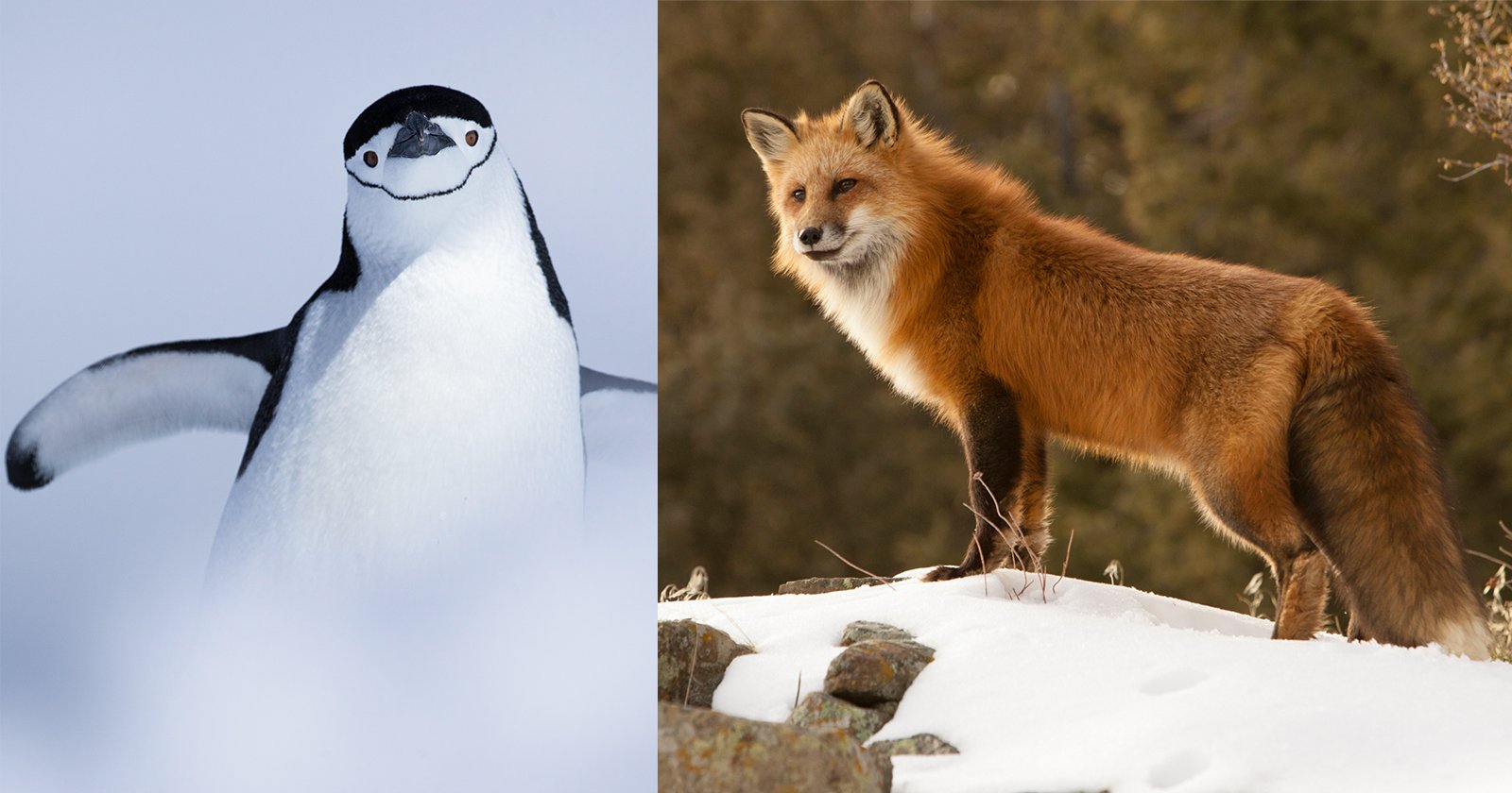 A chinstrap penguin stands in snow on the left, while a red fox stands on snowy ground with rocks and trees in the background on the right.