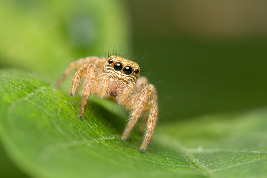 jumper1.jpg