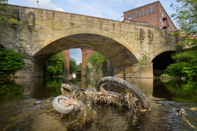 web-URBANBIRDS-Gold-TerryWhittaker-800x532.jpg