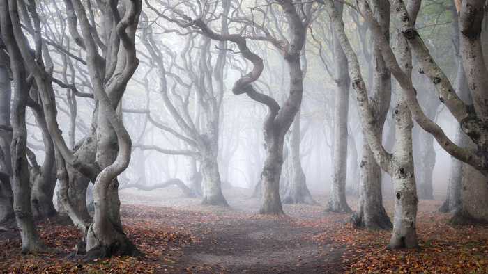 Seven Steps to Master Forest Photography