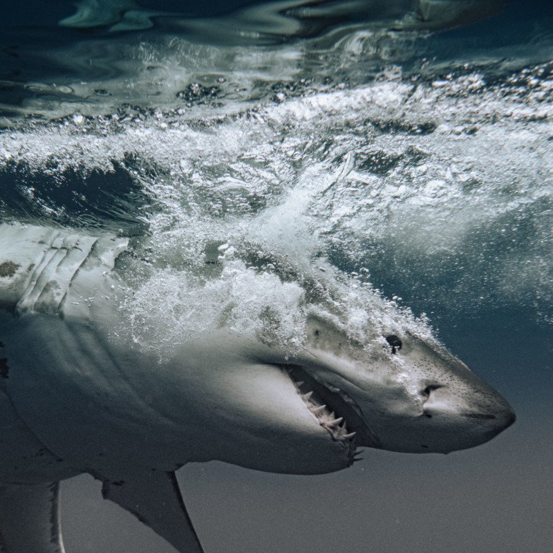 Great white shark photographer