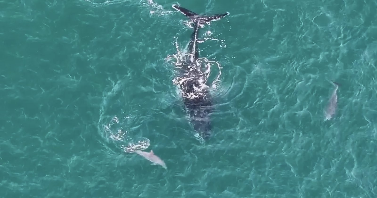 Aerial view of a whale swimming near the ocean surface, with a dolphin nearby in clear turquoise water.