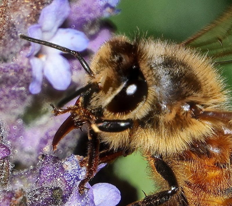 A bee on a flower with a large light spot