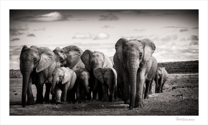 FamilyofElephants-800x481.jpg