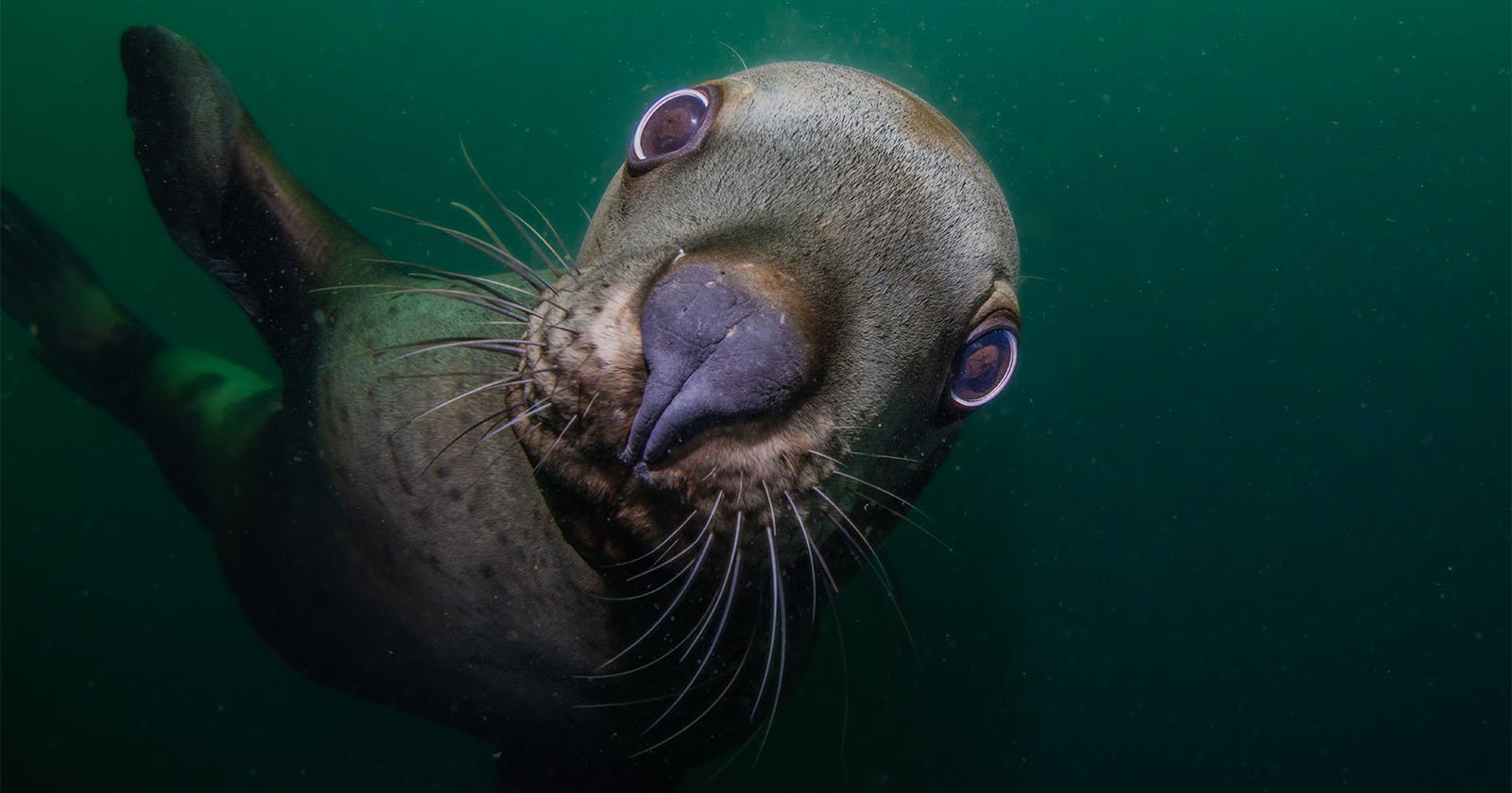 Close-up of a curious sea lion underwater, looking directly at the camera. Its whiskers and large eyes are prominent against the green water background. The playful expression suggests the sea lion is interacting with the photographer.