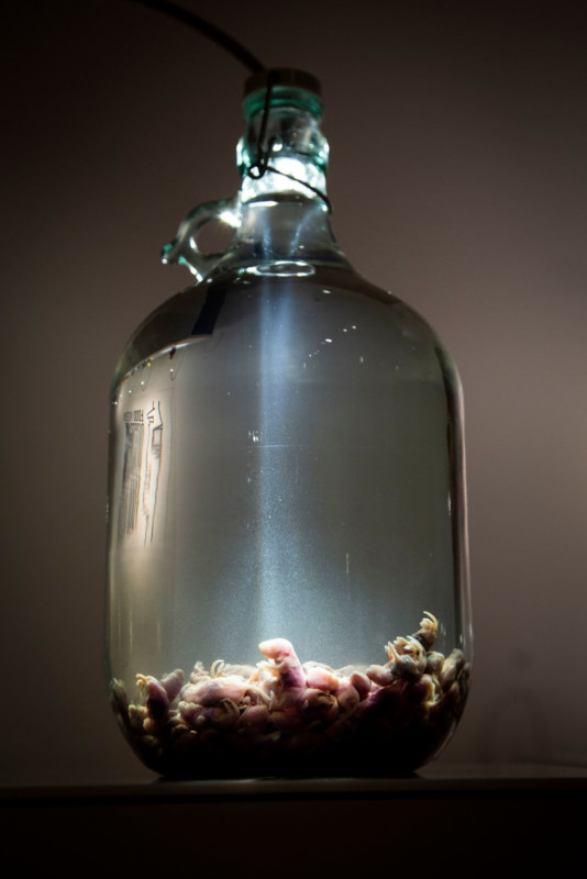 Mouse-Wine-2-534x800.jpg