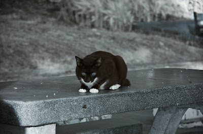 DSC_7985.jpg