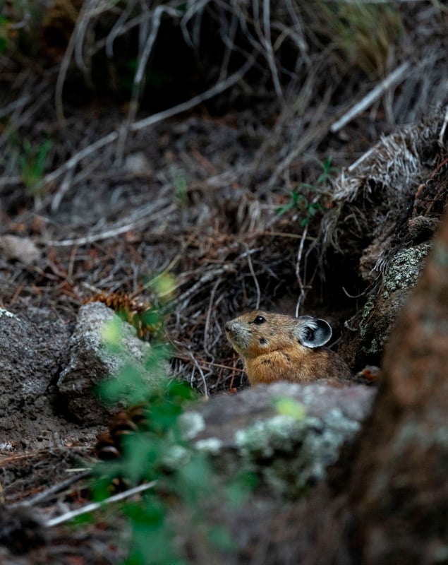 AmericanPikaInForest-635x800.jpg