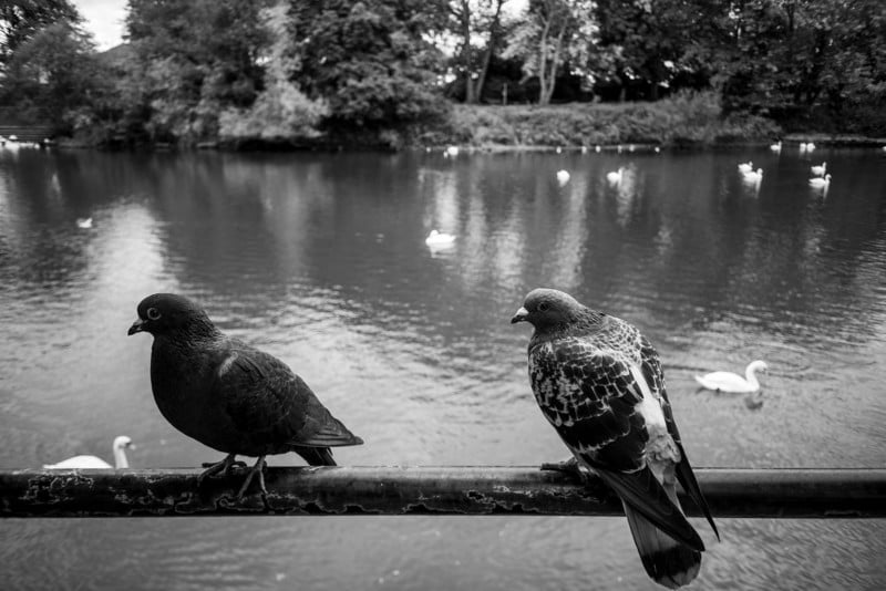 L1003506-800x534.jpg