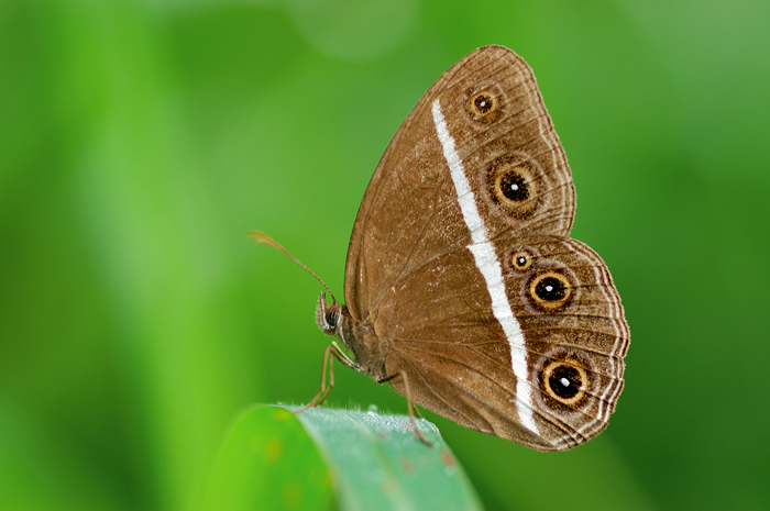 Orsotriaena_medus_cinerea_by_inckurei.jpg