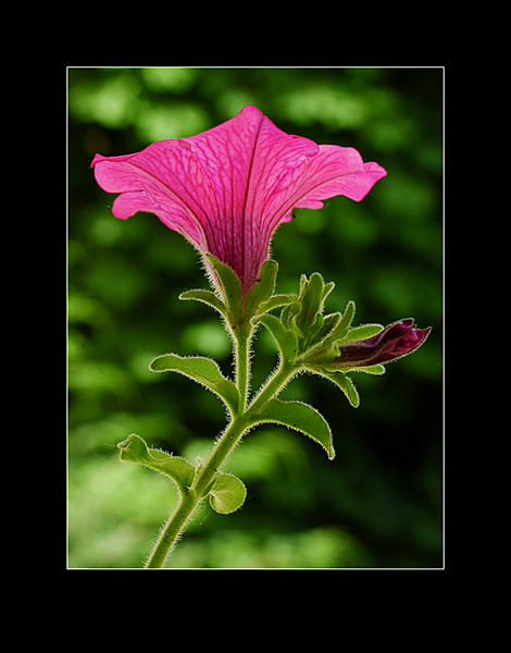 p-tunia2-edc1d0.jpg