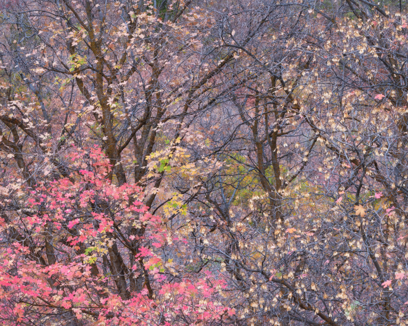utah_fallcolor_landscapephotography_15-800x640.jpg