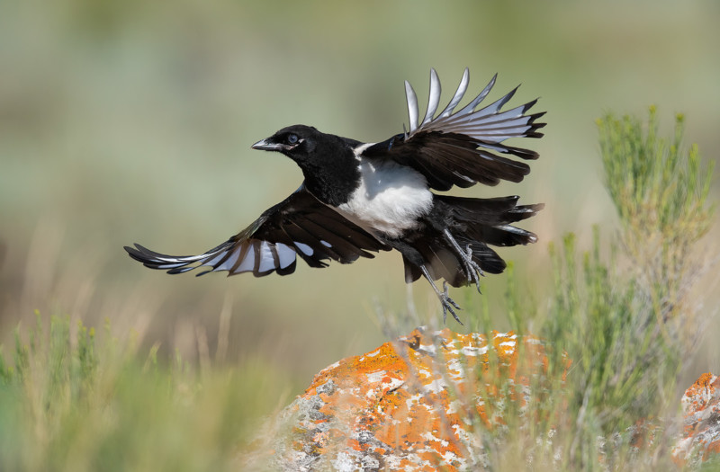 Magpie-Takeoff-800x525.jpg