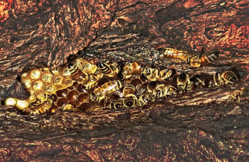 Bee-Hive-318-800x520.jpg