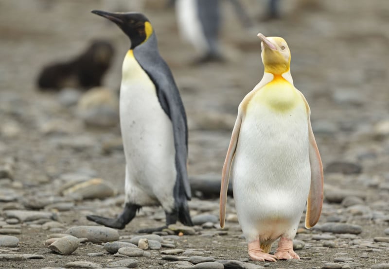 KNM_FIRST_EVER_YELLOW_PENGUIN_2-800x554.jpg