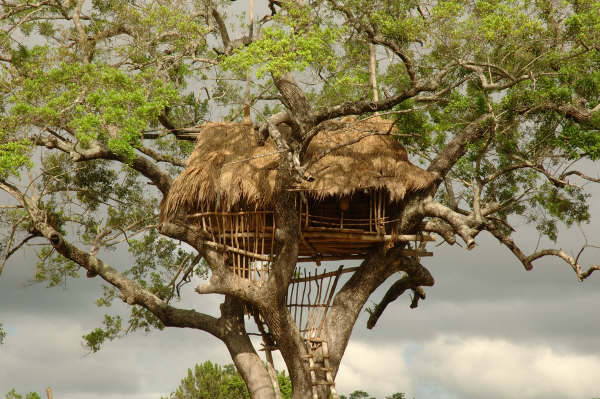 Tree+House.jpg