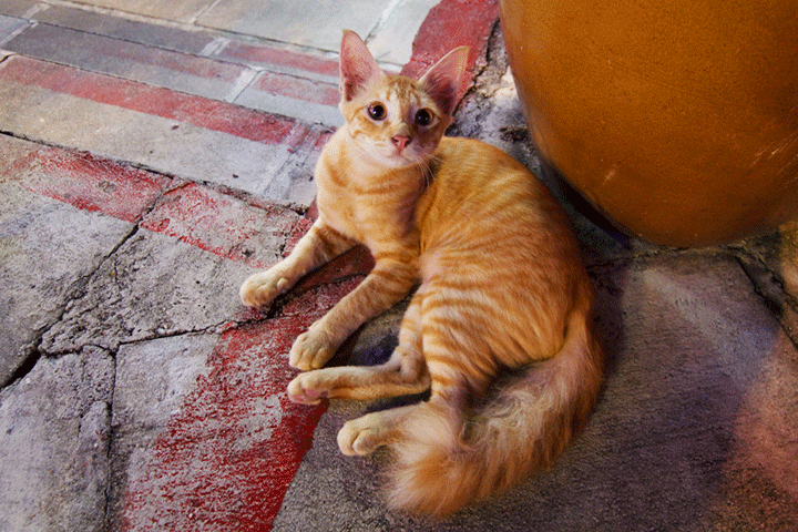 CATFUSED_in_motion_by_Draken413o.gif