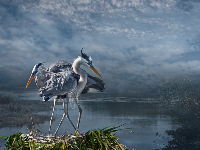 Cheryl-Medow-Great-Blue-Courtship-1200-800x600.jpg