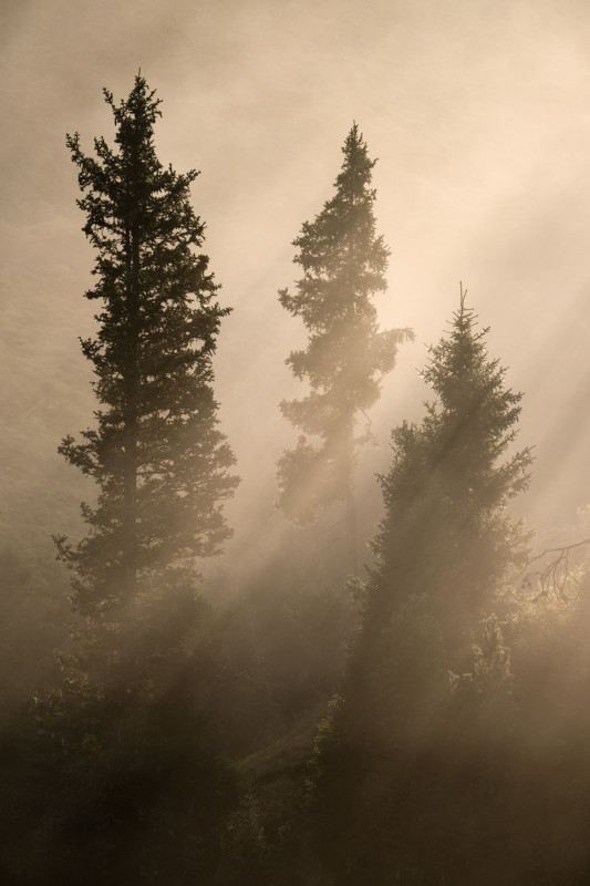 05-livieri_trees_curves-533x800.jpg