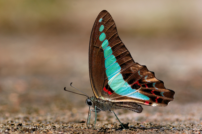Common_Bluebottle_080209_by_inckurei.jpg