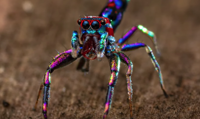 Amateur Photographer Captures World's 'Most Colorful' Spider