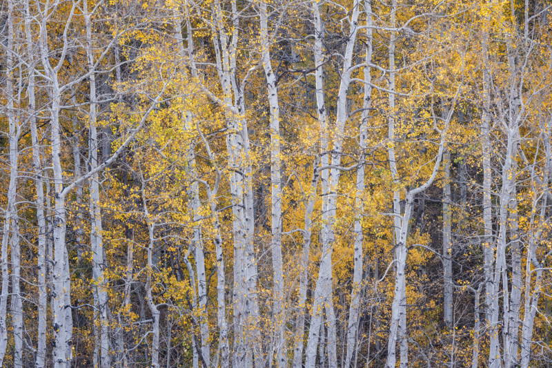 utah_fallcolor_landscapephotography_16-800x533.jpg