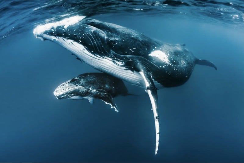 Mothers-Love-Shawn-Heinrichs-800x533.jpg