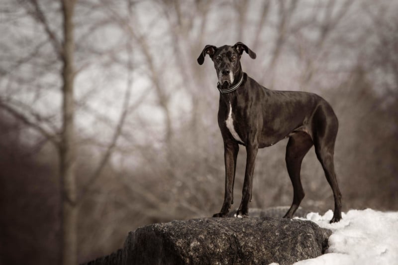 great-dane-black-3062-800x532.jpg