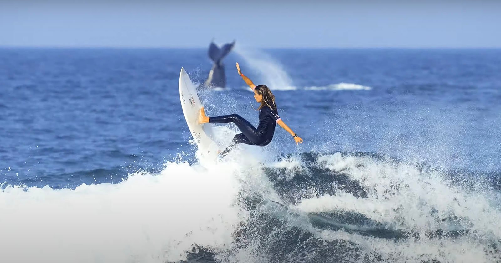 Surfer and whale