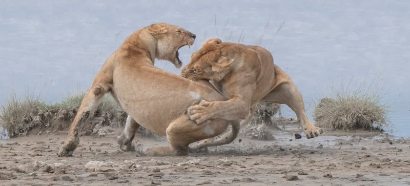 GOLD-©-Patrick-Nowotny_Lion-fight-800x363.jpg