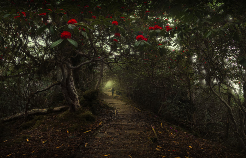 RHYMES-OF-THE-FOREST-800x512.jpg