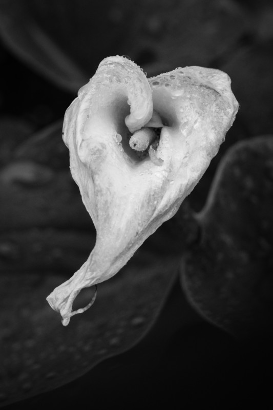 Lily-1002-533x800.jpg