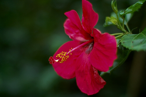 hibiscus-50b-ffa36c.jpg